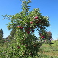 Gay Mills Apple Orchard-Oct 12, 2013 