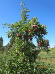 Gay Mills Apple Orchard-Oct 12, 2013 