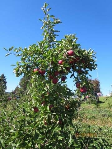 Gay Mills Apple Orchard-Oct 12, 2013 .jpg